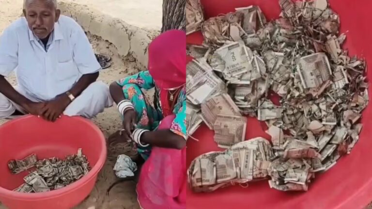Rajasthan Farmer Buries ₹5 Lakh To Protect It From Thieves, Finds Termite-Damaged Cash A Year Later